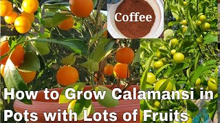 6 Steps to Whole Year Round Fruiting of Calamansi or Calamondin in Pots [upl. by Noved]