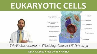 Eukaryotic Cell Structure  Organelles  Post 16 Biology A Level PreU IB AP Bio [upl. by Toile437]