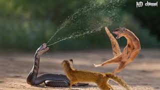 King Cobra Vs Mongoose  Cobra is Punished When Deliberately Spraying Venom Into Mongooses [upl. by Ulah797]