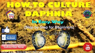 HOW TO CULTURE DAPHNIA In Easy Way [upl. by Elleinaj176]