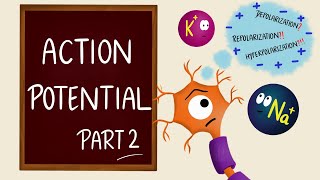 Action Potential  Part 2  Phases  Neurons  Nerve Muscle Physiology [upl. by Oetsira]