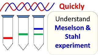 Meselson and Stahl experiment [upl. by Roots]