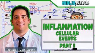 Immunology  Inflammation Cellular Events Part 2 [upl. by Alekahs]