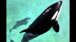 Killer whale mimics human speech [upl. by Calle]