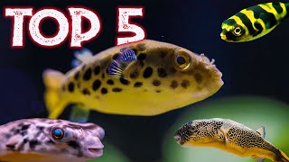 Top 5 Freshwater Puffer Fish For Your Aquarium [upl. by Jeni129]