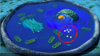 Cell organelles basics [upl. by Solenne687]