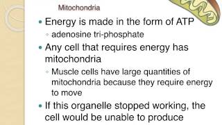 Cell Organelles Structure amp Function [upl. by Zelten]